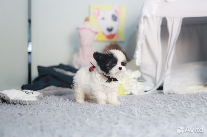 Micro пудель Корея