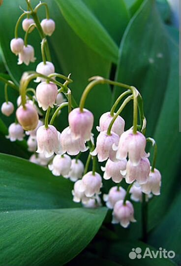 Сортовые ландыши, 4 вида