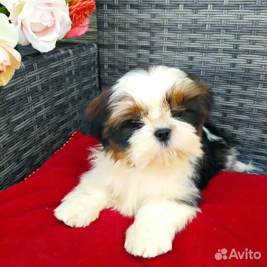 Ши- тцу щенок- мини девочка (питомник)