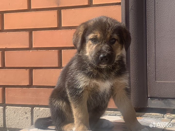 Щенки русской гончей