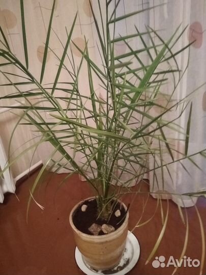 Цветы комнатные пальма