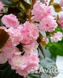 Бегония вечноцветущая махровая