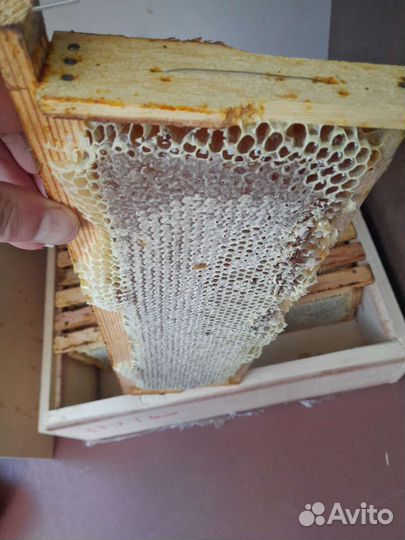 Мёд с Алтая