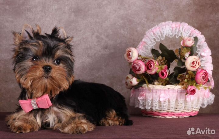 Йоркширский терьер щенки девочки