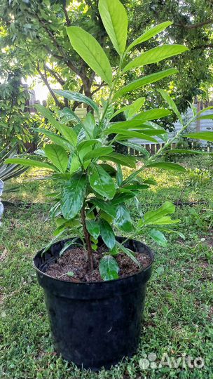 Лавровишня