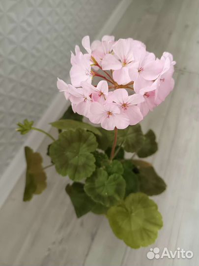 Пеларгония