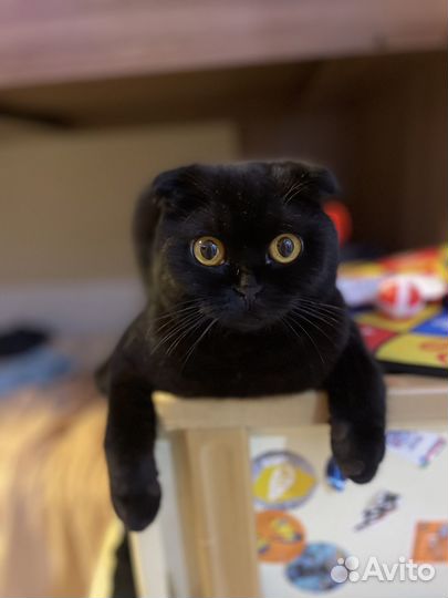 Отдам шотландскую кошку