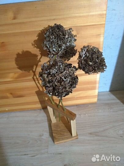 Цетрария (исландский мох) композиции