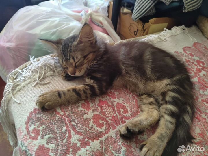 Кошки в добрые руки бесплатно