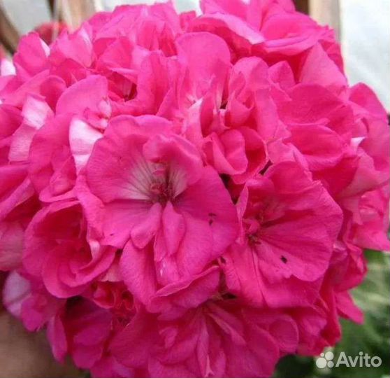 Пеларгонии сортовые 2