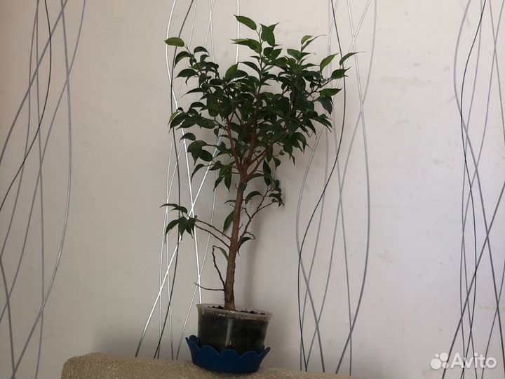 Фикус Бенджамина или Наташа