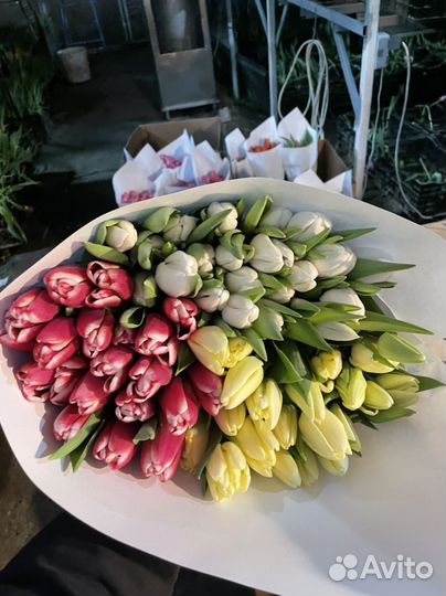 Тюльпаны на 8 марта