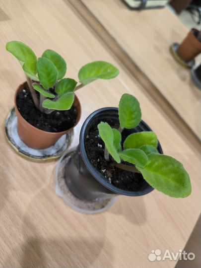 Фиалка отростки