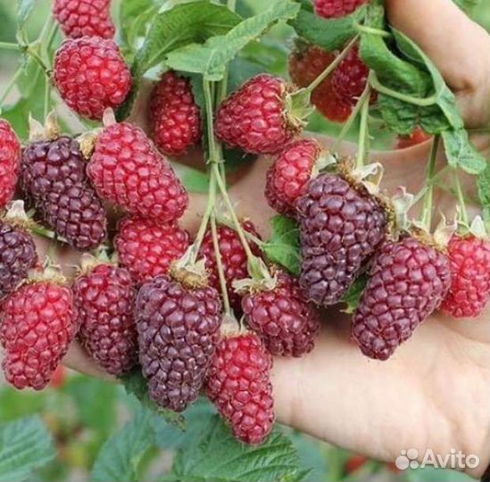 Ежемалина глен файн