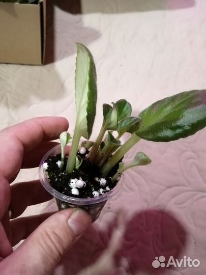 Набор сортовых фиалок