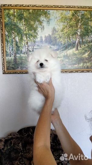 Белые пушистики