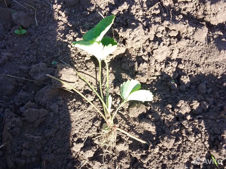 Рассада клубники