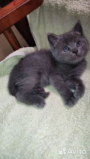 Кошечка маленькая в любящие руки