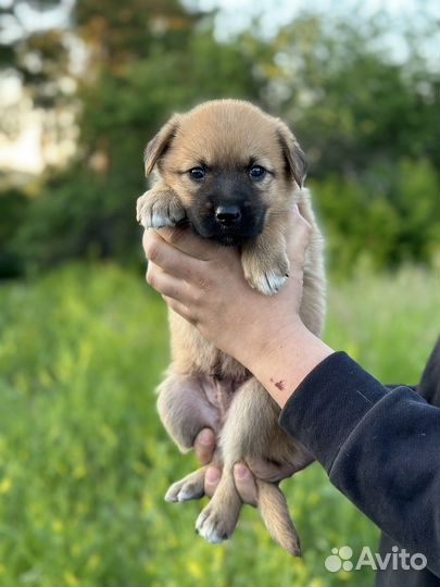 Щенки мальчики ищут дом