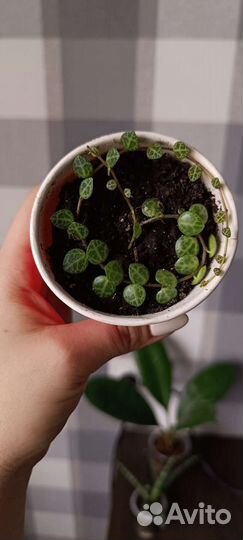 Пеперомия прострата