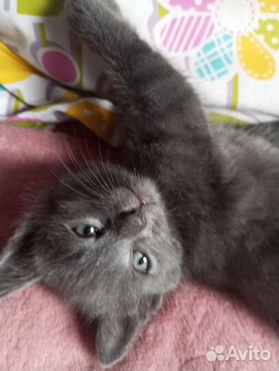 Котёнок мальчик