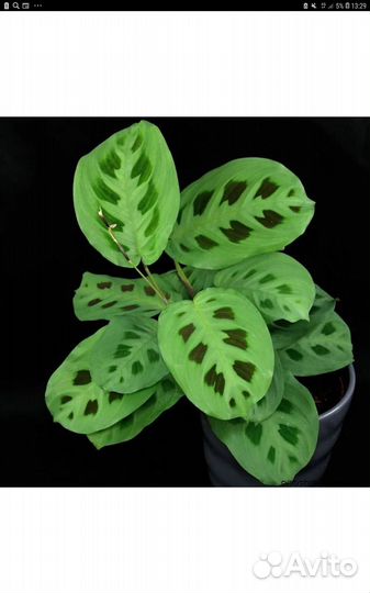 Маранта и другие комнатные цветы