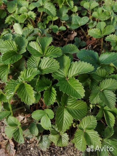 Земляника , клубника и ландыши