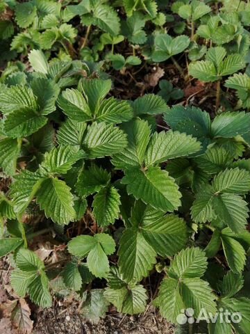 Земляника , клубника и ландыши