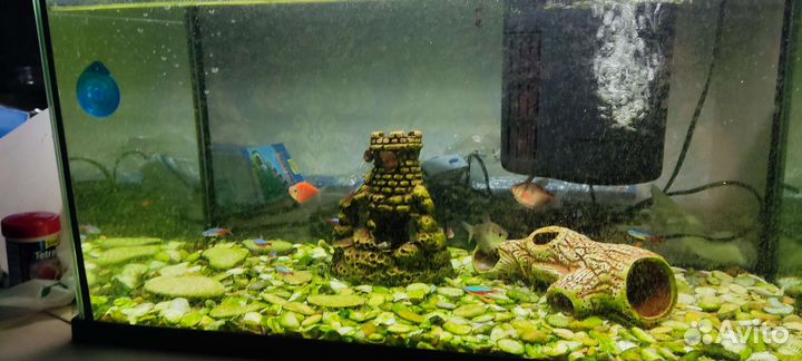 Аквариум с рыбками