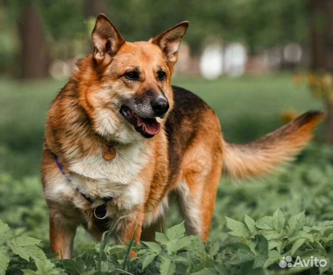 Собака в добрые руки