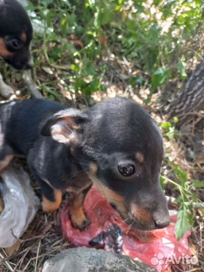 Щенки лабрадор