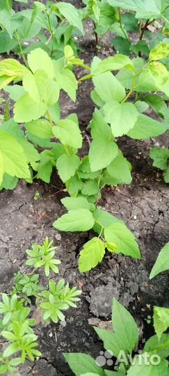 Спиреи Серая Флейм Вангутта