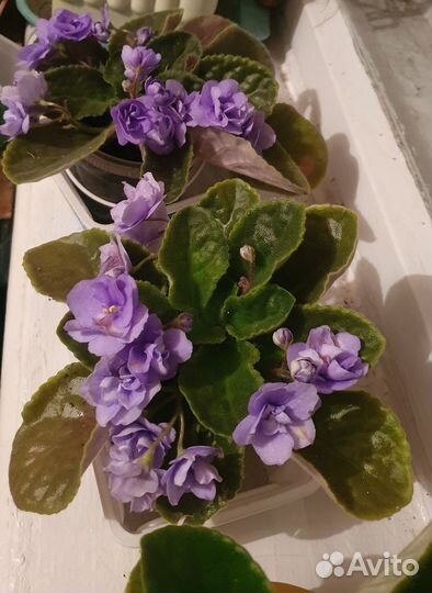 Цветущие фиалки