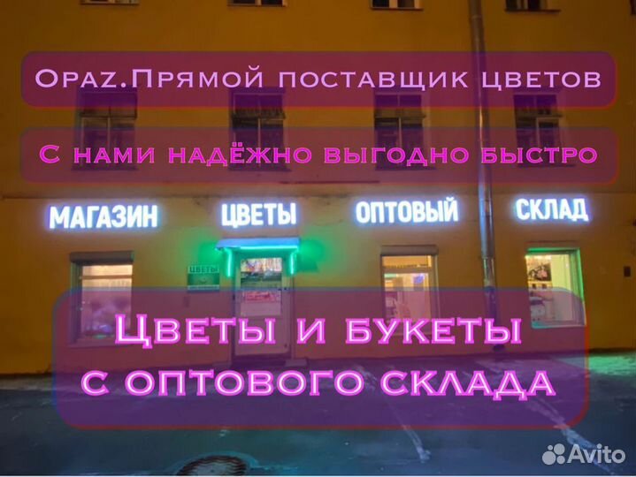 Хризантема кустовая крашеная