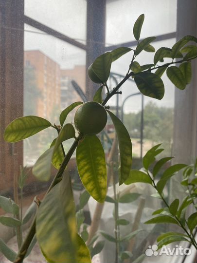 Лимонное дерево привитое