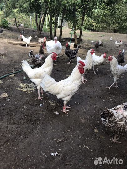 Пушкинские петухи