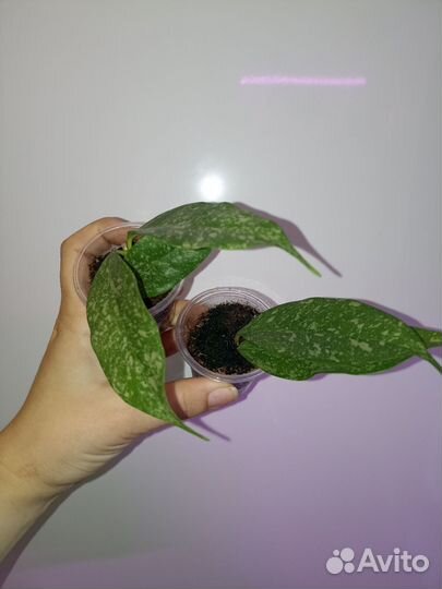 Хойя черенки, срезы