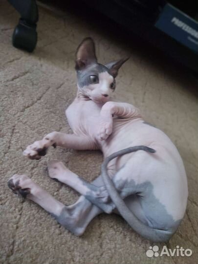 Кошка сфинкс