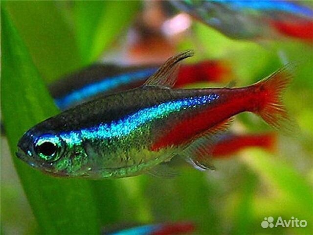 Рыбки, сомики