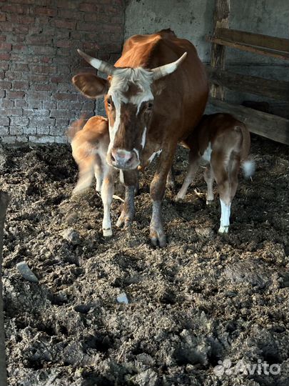 Коровы с бычками