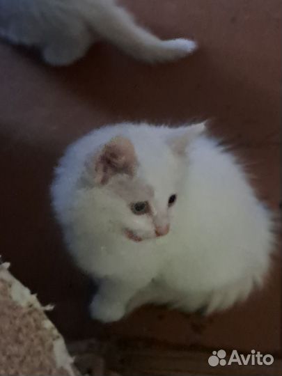 Котята в добрые руки мальчики