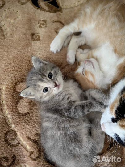 Котята в добрые руки бесплатно