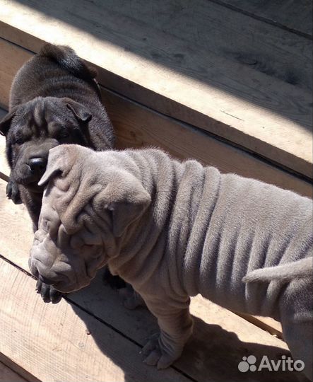 Плюшевое чудо