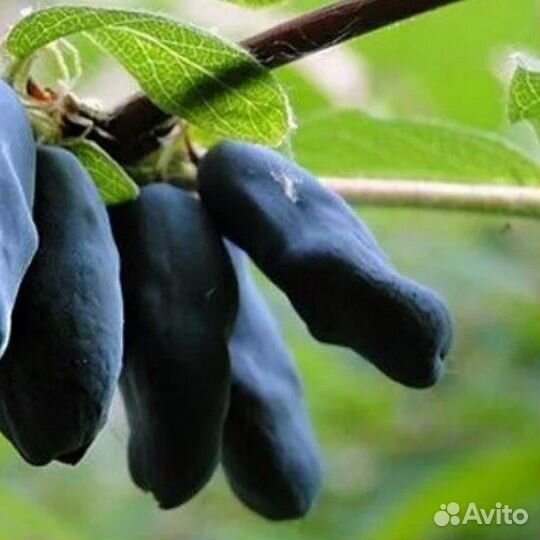 Саженцы Жимолости бакчарский великан и другие