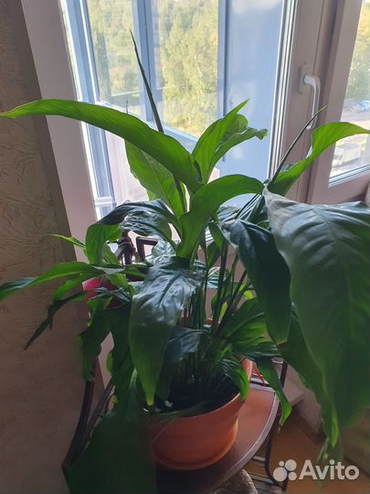 Спатифиллум