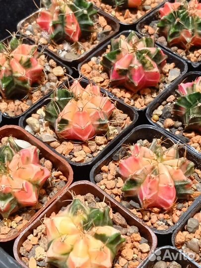 Гимнокалициумы вариегатные