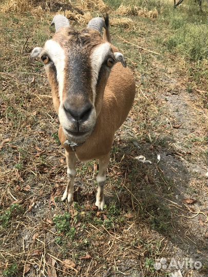 Продам дойную козу