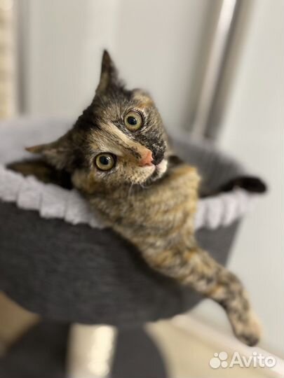 Маленькой Джесси нужен дом и семья