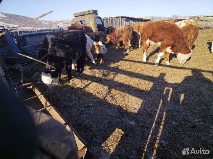 Продам Бычков не кастратов