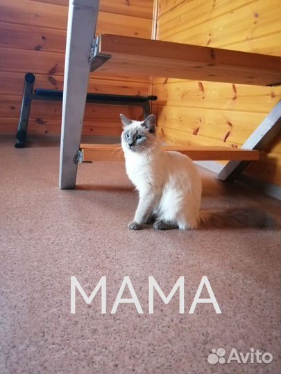 Отдам в добрые руки